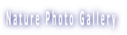 Nature Photo Gallery