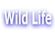 Wild Life 