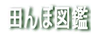 cڂ̐̐} 
